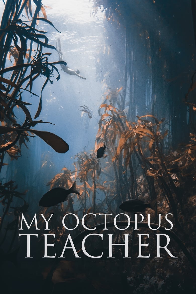 My Octopus Teacher – Netflix (2020) บทเรียนจากปลาหมึก